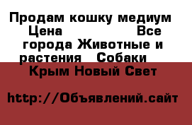 Продам кошку медиум › Цена ­ 6 000 000 - Все города Животные и растения » Собаки   . Крым,Новый Свет